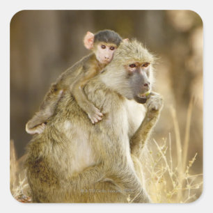 Ein Säugling Yellow Baboon (Papio Quadratischer Aufkleber