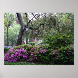 Ein Savannah Platz in Bloom Poster