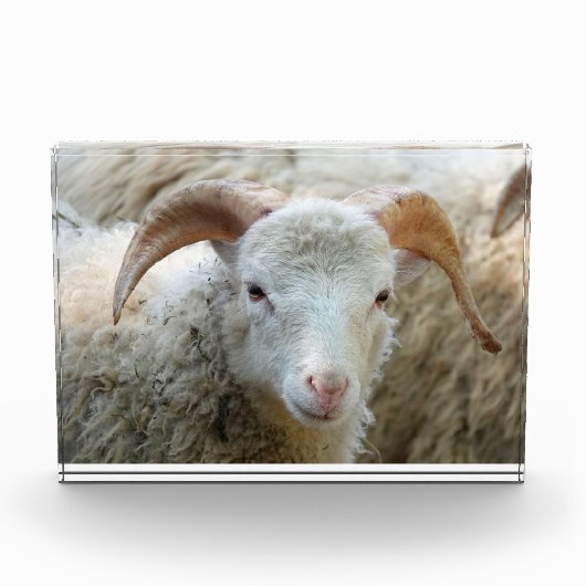 Ein Schaf mit Hörnern Fotoblock (Vorderseite)