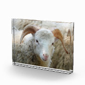 Ein Schaf mit Hörnern Fotoblock (Rechts)