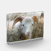 Ein Schaf mit Hörnern Fotoblock (Links)