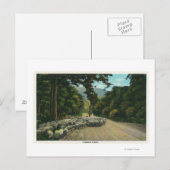 Ein Schäferhund führt Schafe auf einem Maine Highw Postkarte (Vorne/Hinten)