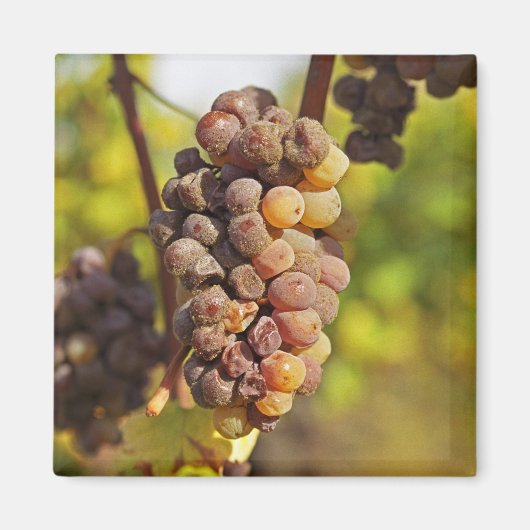 Ein schimmernder Semillon-Traubensaft im Ch Raymon Magnet (Vorne)