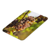 Ein schimmernder Semillon-Traubensaft im Ch Raymon Magnet (Linke Seite)