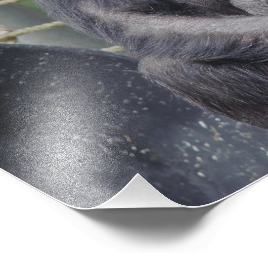 Ein Schimpanse sitzt und streift Foto (Ecke)