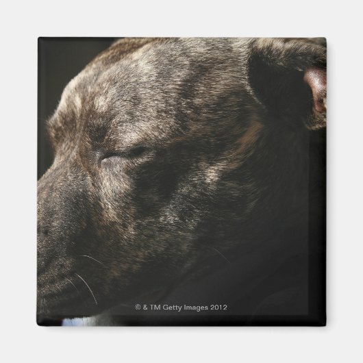 Ein schlafender Bullenhund Magnet (Vorne)