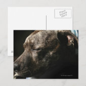 Ein schlafender Bullenhund Postkarte (Vorne/Hinten)