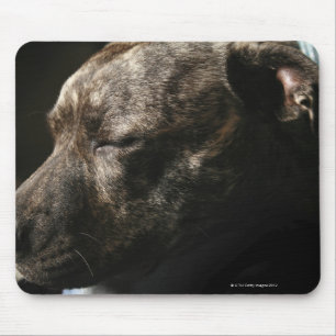 Ein SchlafenPitbullhund Mousepad