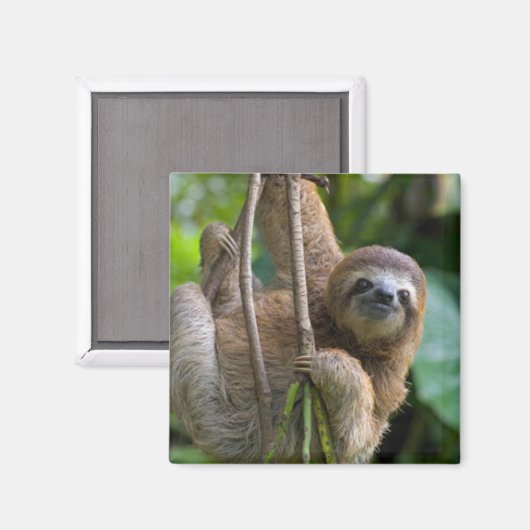 Ein schleichendes Magnet (Vorderseite/Rückseite)