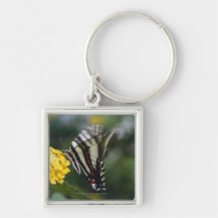 Ein Schmetterling, in der Familie von Fracks oder Schlüsselanhänger
