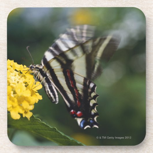 Ein Schmetterling, in der Familie von Fracks oder Untersetzer (Vorderseite)