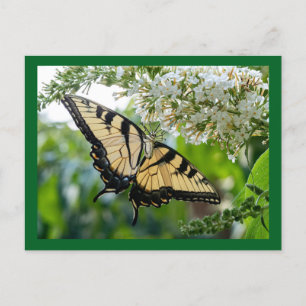 Ein Schmetterling mit gelben und schwarzen Flügeln Feiertagspostkarte