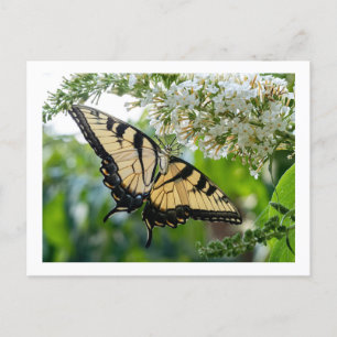 Ein Schmetterling mit gelben und schwarzen Flügeln Feiertagspostkarte