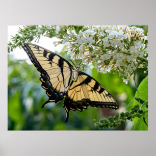 Ein Schmetterling mit gelben und schwarzen Flügeln Poster