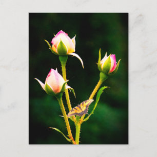 Ein Schmetterling und Rose Feiertagspostkarte
