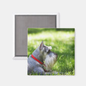 Ein Schnauzer, der im Gras liegt Magnet (Vorderseite/Rückseite)