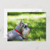 Ein Schnauzer, der im Gras liegt Postkarte (Vorne/Hinten)