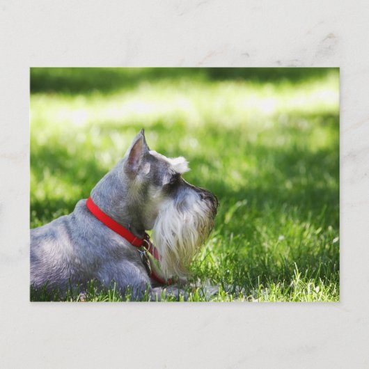 Ein Schnauzer, der im Gras liegt Postkarte (Vorderseite)