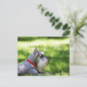 Ein Schnauzer, der im Gras liegt Postkarte (Stehend Vorderseite)