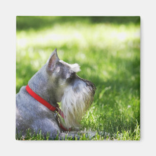 Ein Schnauzer, der in das Gras legt Magnet