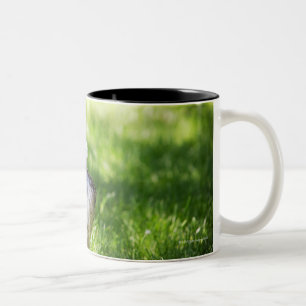 Ein Schnauzer, der in das Gras legt Zweifarbige Tasse
