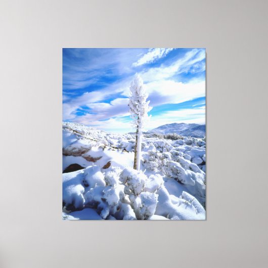 Ein schneebedeckter Yucca Leinwanddruck (Vorderseite)