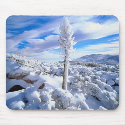 Ein schneebedeckter Yucca Mousepad (Vorne)