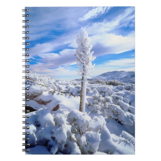 Ein schneebedeckter Yucca Notizblock (Vorderseite)