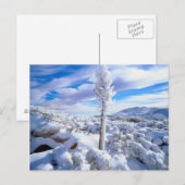 Ein schneebedeckter Yucca Postkarte (Vorne/Hinten)