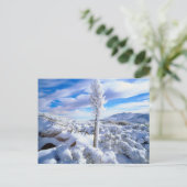 Ein schneebedeckter Yucca Postkarte (Stehend Vorderseite)
