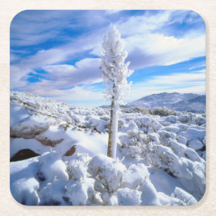 Ein schneebedeckter Yucca Rechteckiger Pappuntersetzer