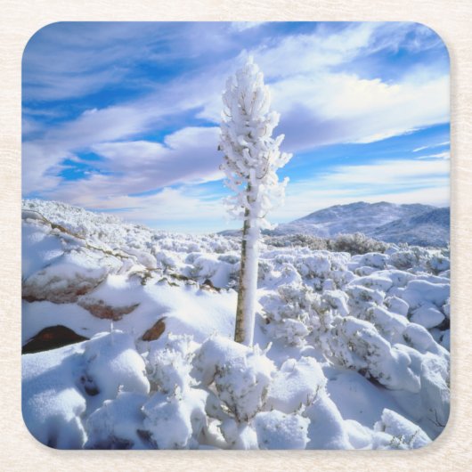 Ein schneebedeckter Yucca Rechteckiger Pappuntersetzer (Vorderseite)