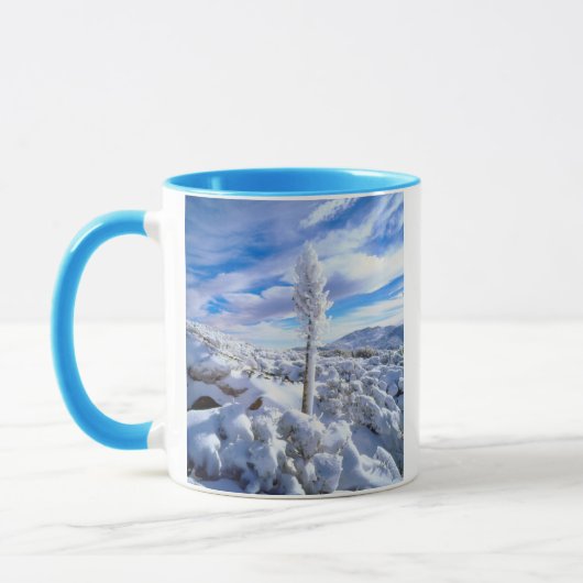 Ein schneebedeckter Yucca Tasse (Links)