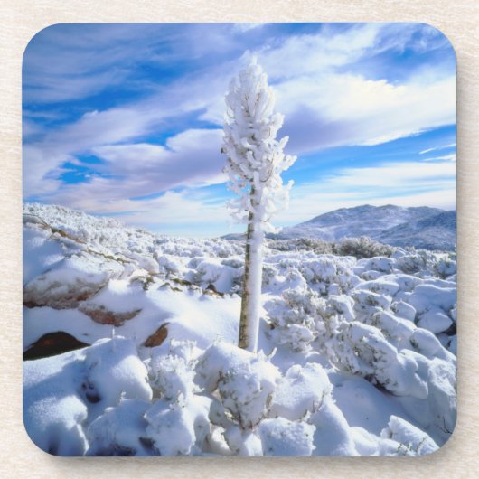 Ein schneebedeckter Yucca Untersetzer (Vorderseite)