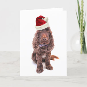 Ein schokoladenbrauner Spaniel Feiertagskarte