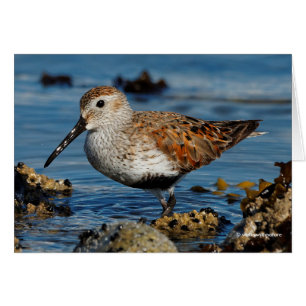 Ein schöner Dunlin erhält Solo Card