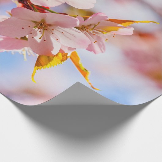Ein schöner Haufen Sakura-Blume im rosa Hintergrun Geschenkpapier (Ecke)