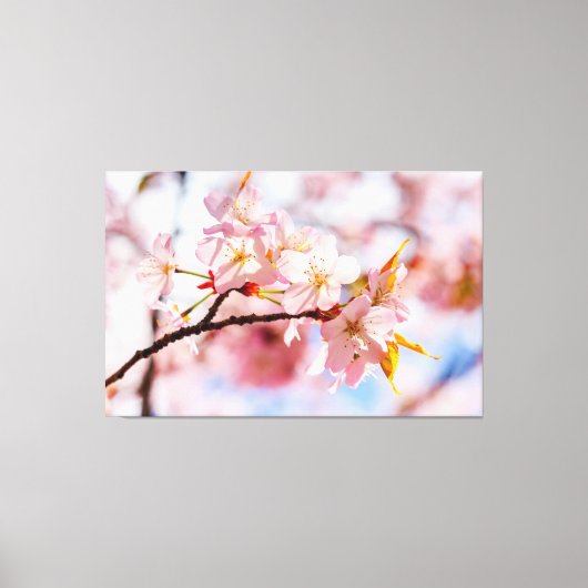 Ein schöner Haufen Sakura-Blume im rosa Hintergrun Leinwanddruck (Vorderseite)