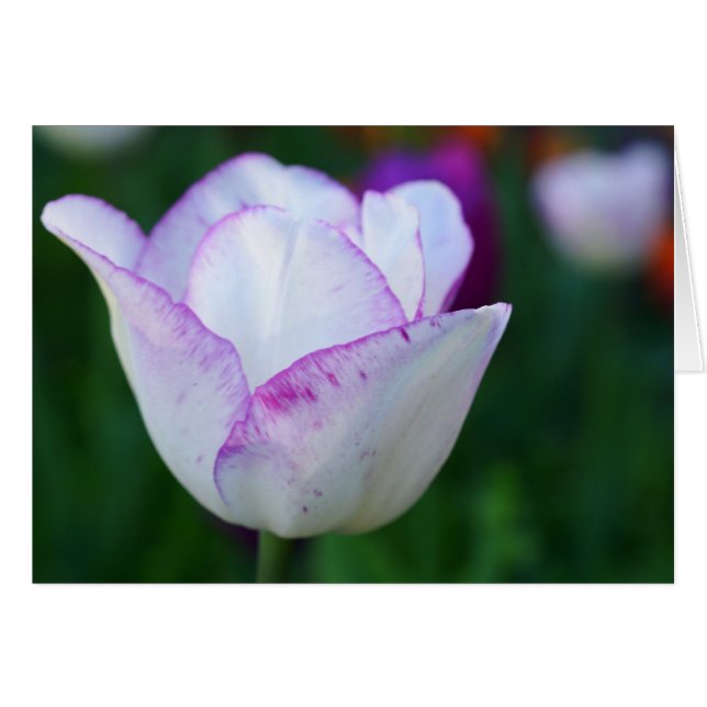 Ein schöner Hinweis auf den Frühling! (Vorderseite (Horizontal))