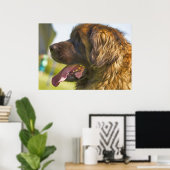 Ein schöner Leonberger Hund Poster (Heimbüro)