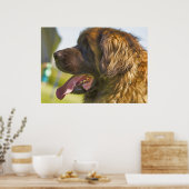 Ein schöner Leonberger Hund Poster (Küche)