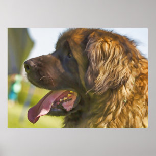 Ein schöner Leonberger Hund Poster