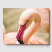 Ein schöner rosa Flamingo Gästebuch (Rückseite)