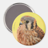 Ein schönes amerikanisches Kestrel Magnet (Vorderseite/Rückseite)