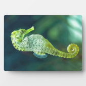 Ein schönes Knysna-Seepferd Fotoplatte (Vorderseite)