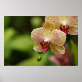 Ein schönes Paar Poster