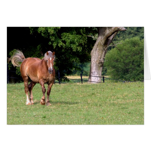 Ein schönes Pferd (Vorderseite (Horizontal))