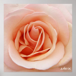 ein schönes rosa Rosenposter Poster
