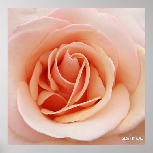 ein schönes rosa Rosenposter Poster (Vorne)