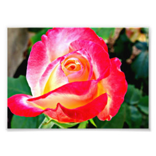 Ein schönes Rosen-Foto Fotodruck
